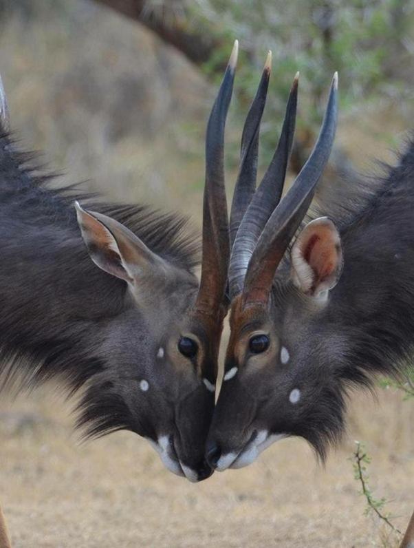 Weltevreden Game Lodge بلومفونتين المظهر الخارجي الصورة