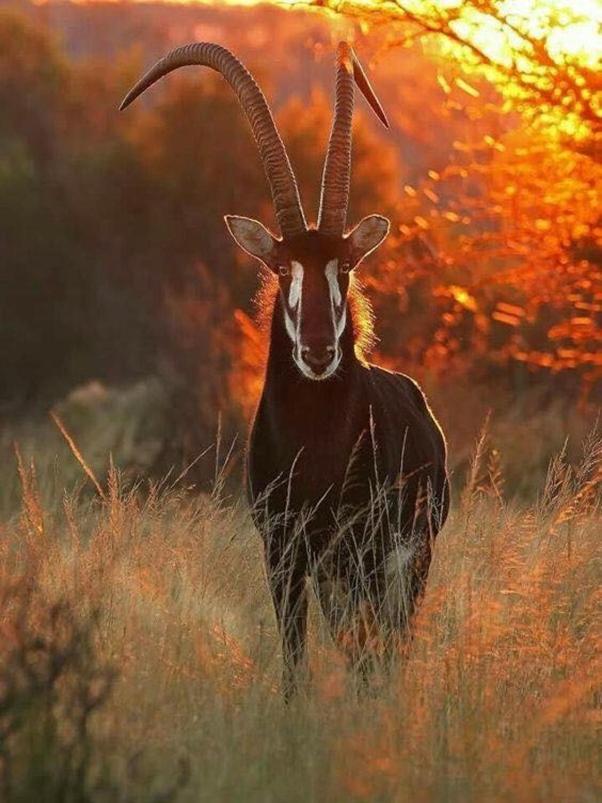 Weltevreden Game Lodge بلومفونتين المظهر الخارجي الصورة