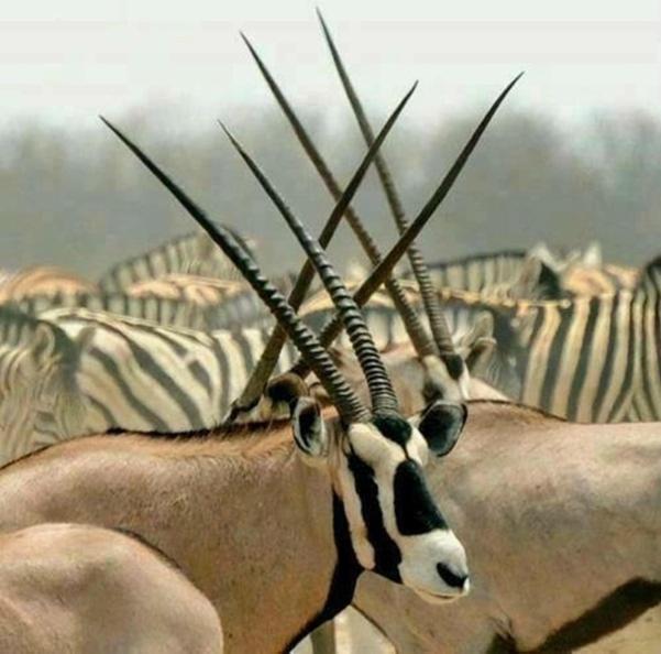 Weltevreden Game Lodge بلومفونتين المظهر الخارجي الصورة