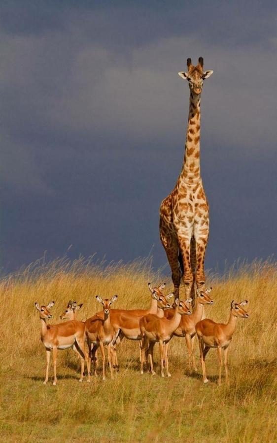 Weltevreden Game Lodge بلومفونتين المظهر الخارجي الصورة