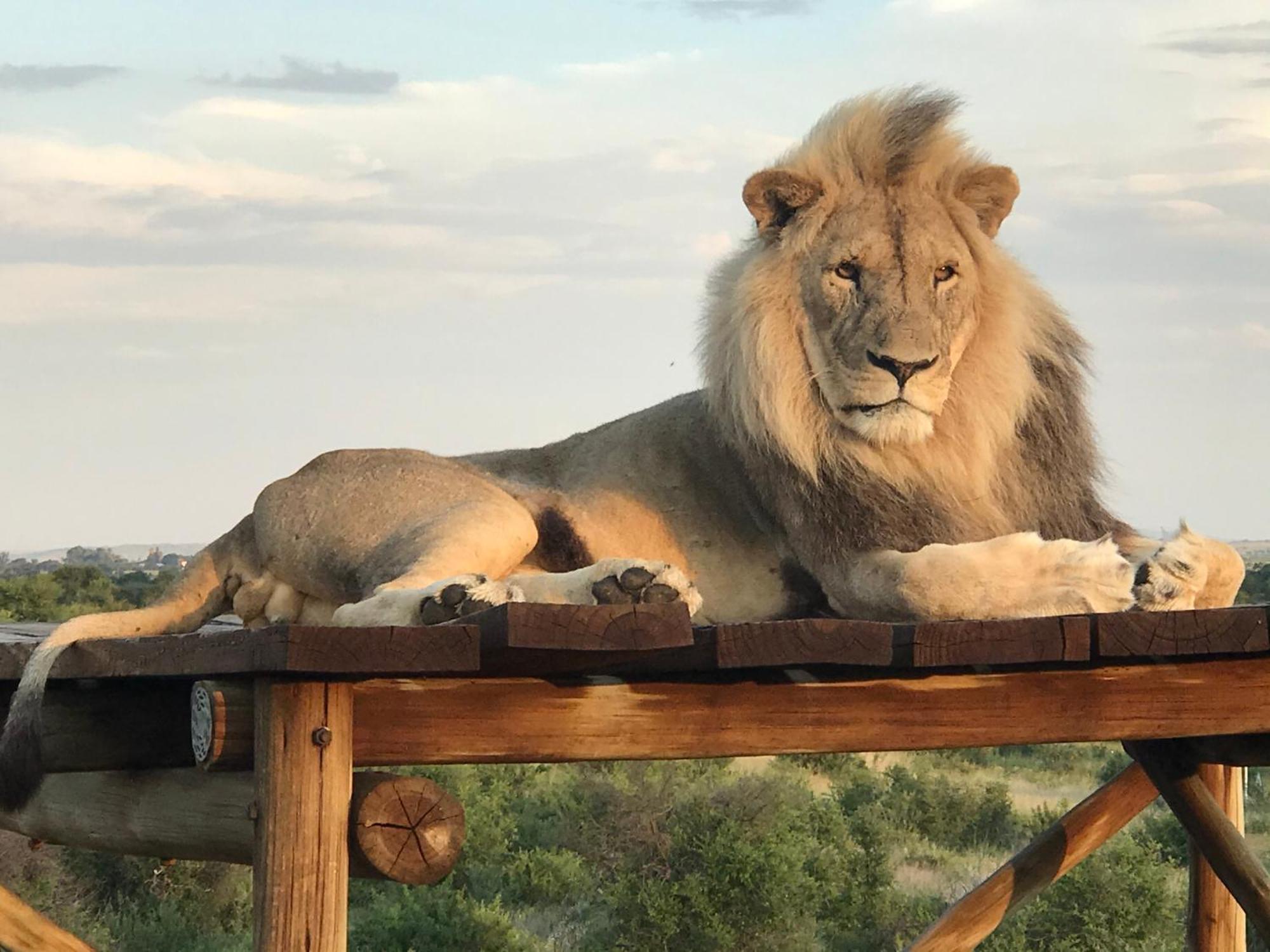 Weltevreden Game Lodge بلومفونتين المظهر الخارجي الصورة